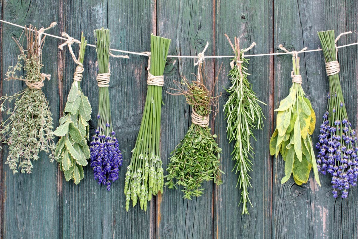 Bunches of dried herbs hanging on a wooden wall