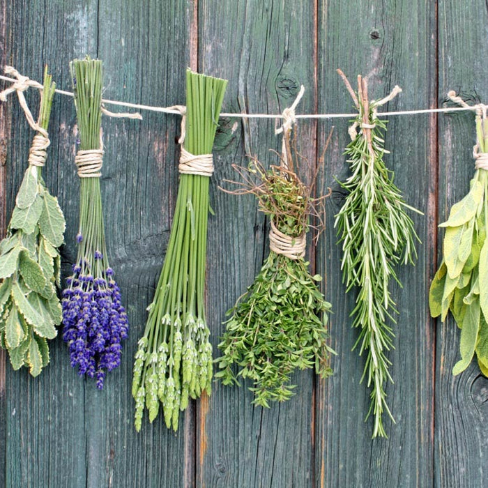 Bunches of dried herbs hanging on a wooden wall